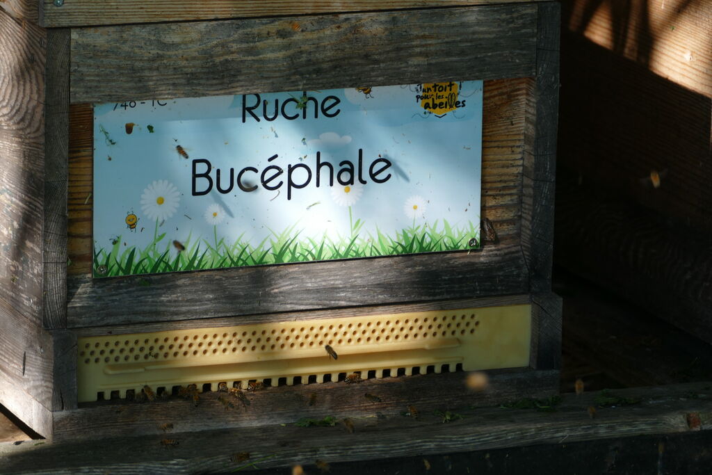 La ruche Bucéphale