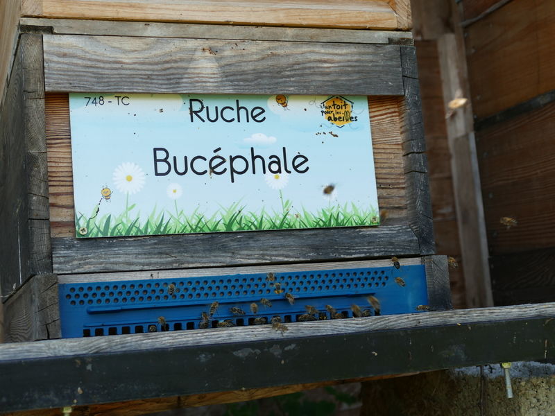La ruche Bucéphale
