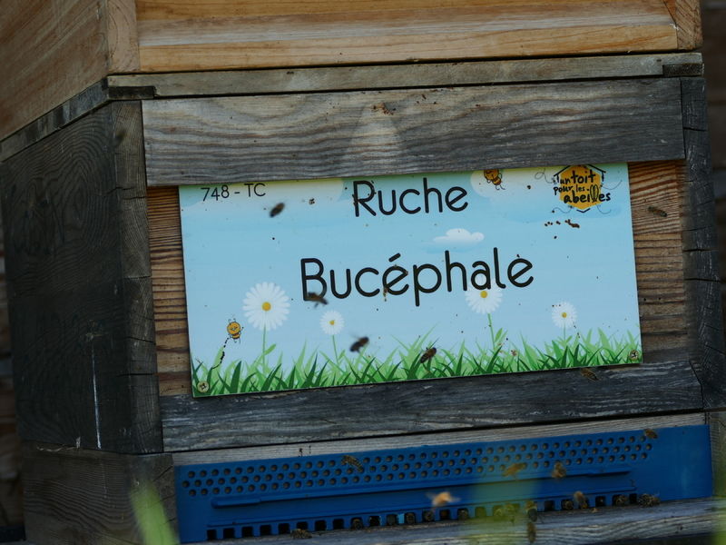 La ruche Bucéphale