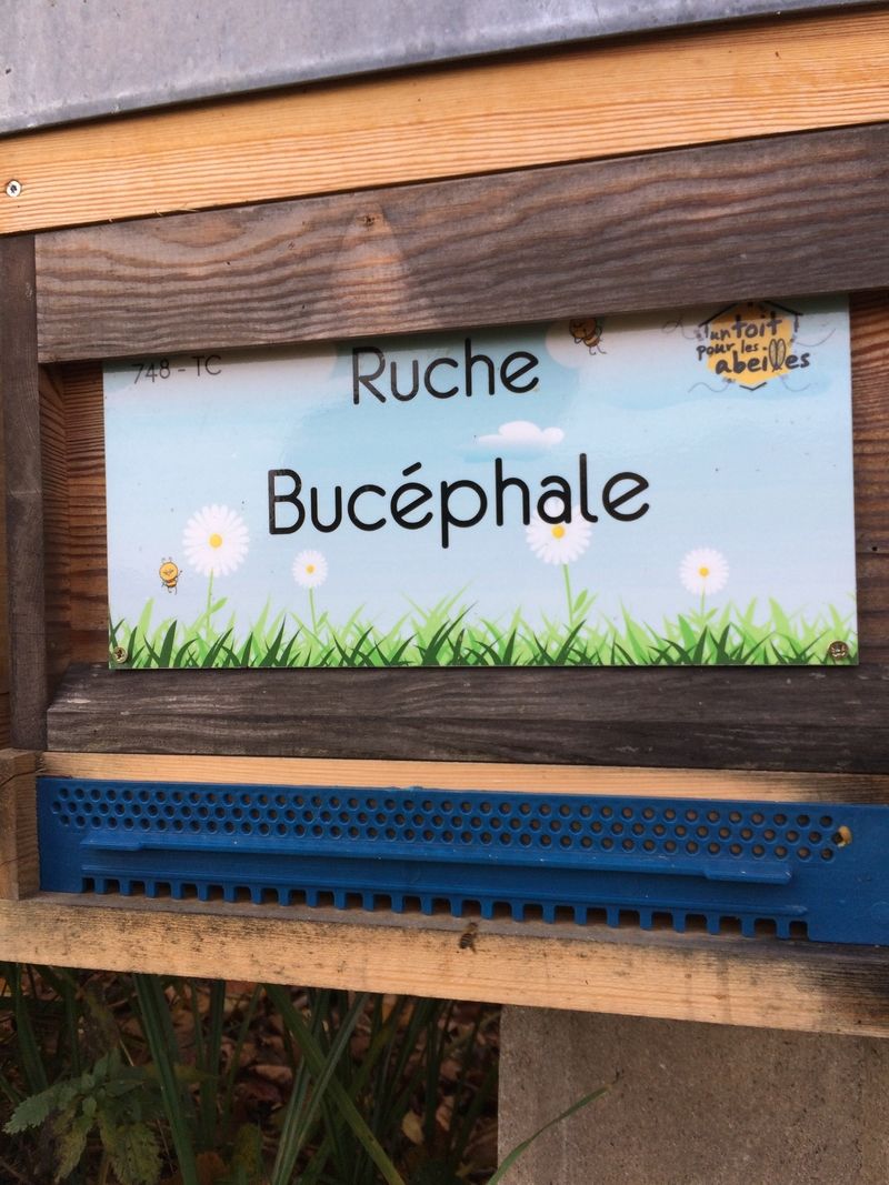La ruche Bucéphale