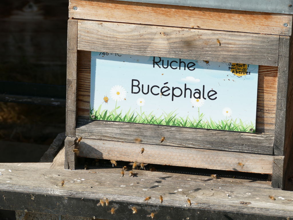 La ruche Bucéphale