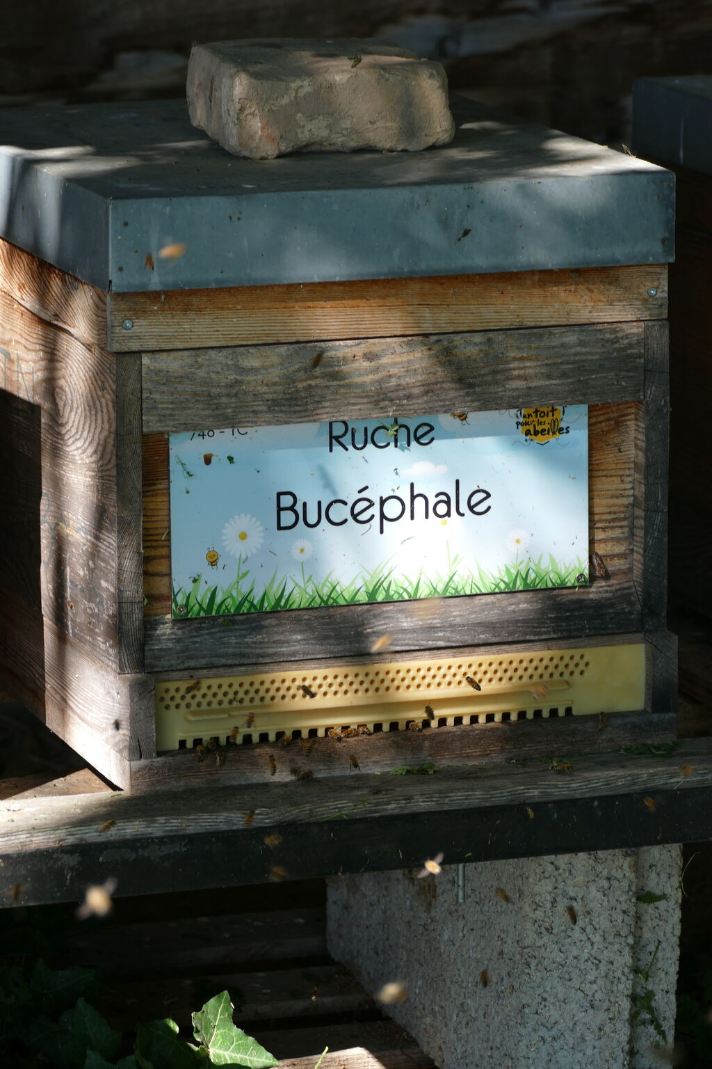 La ruche Bucéphale