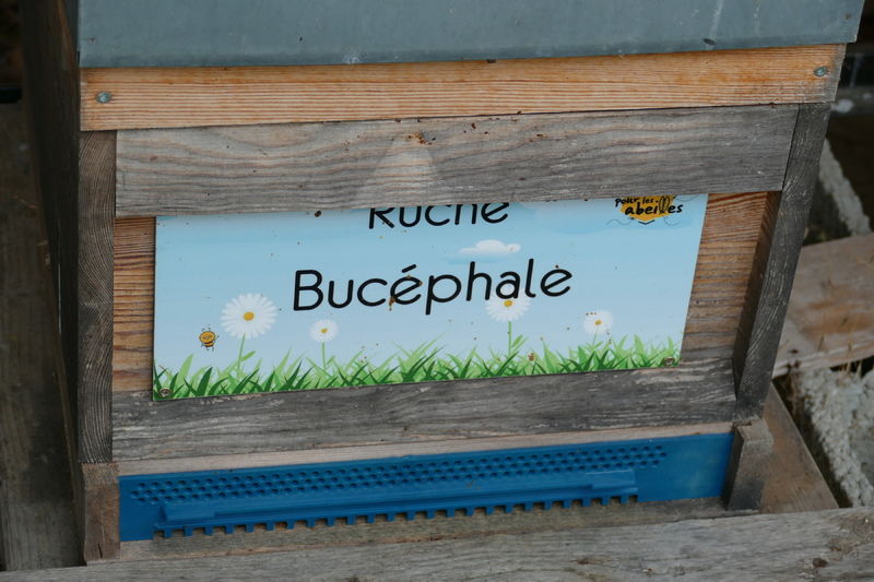 La ruche Bucéphale