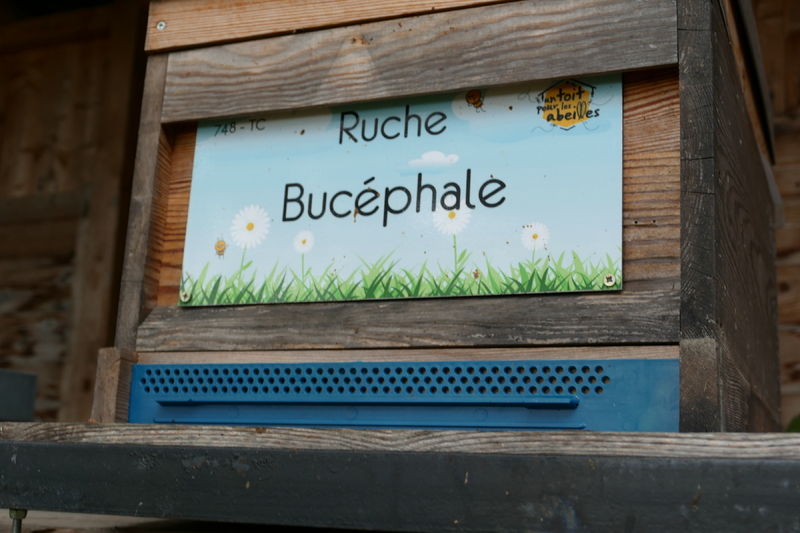 La ruche Bucéphale