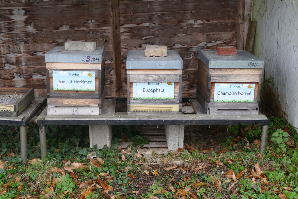 La ruche Bucéphale