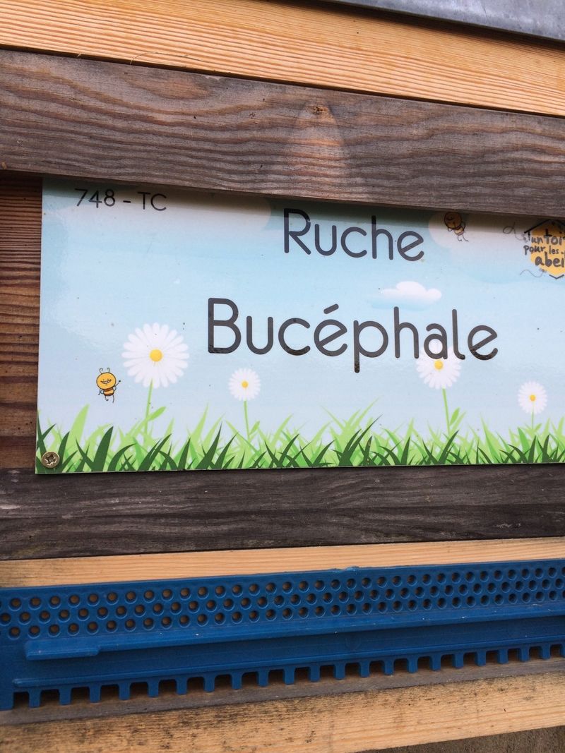 La ruche Bucéphale