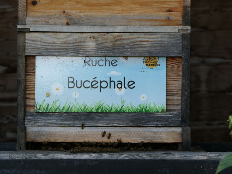 La ruche Bucéphale