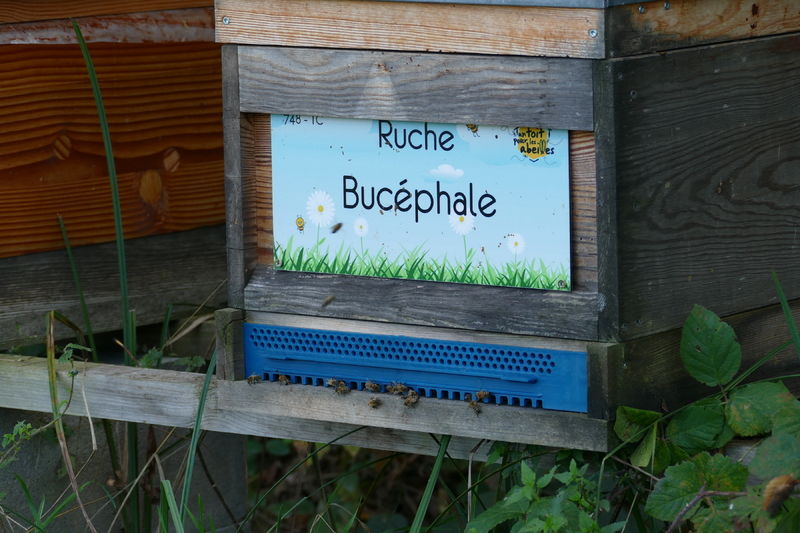 La ruche Bucéphale