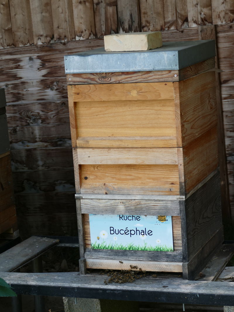 La ruche Bucéphale