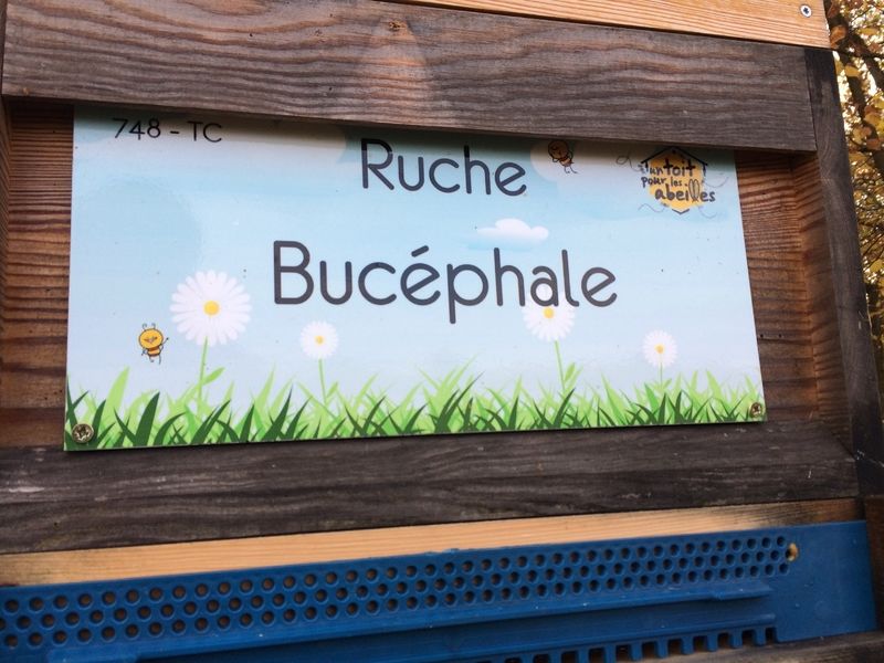 La ruche Bucéphale