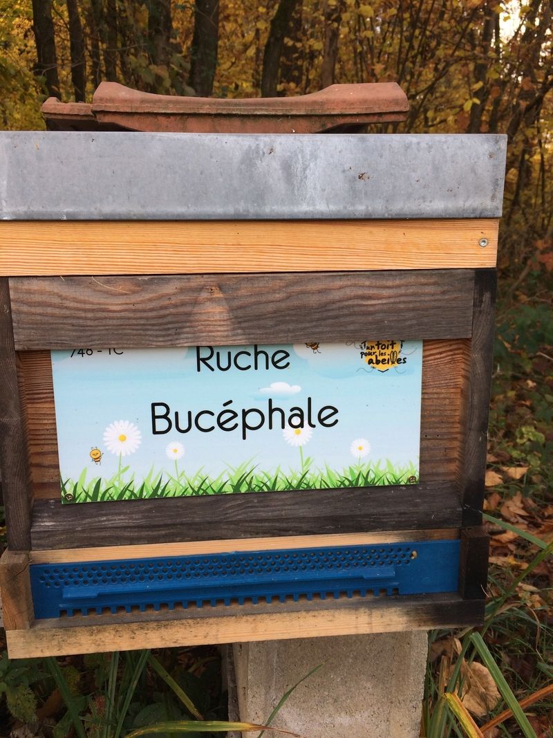 La ruche Bucéphale