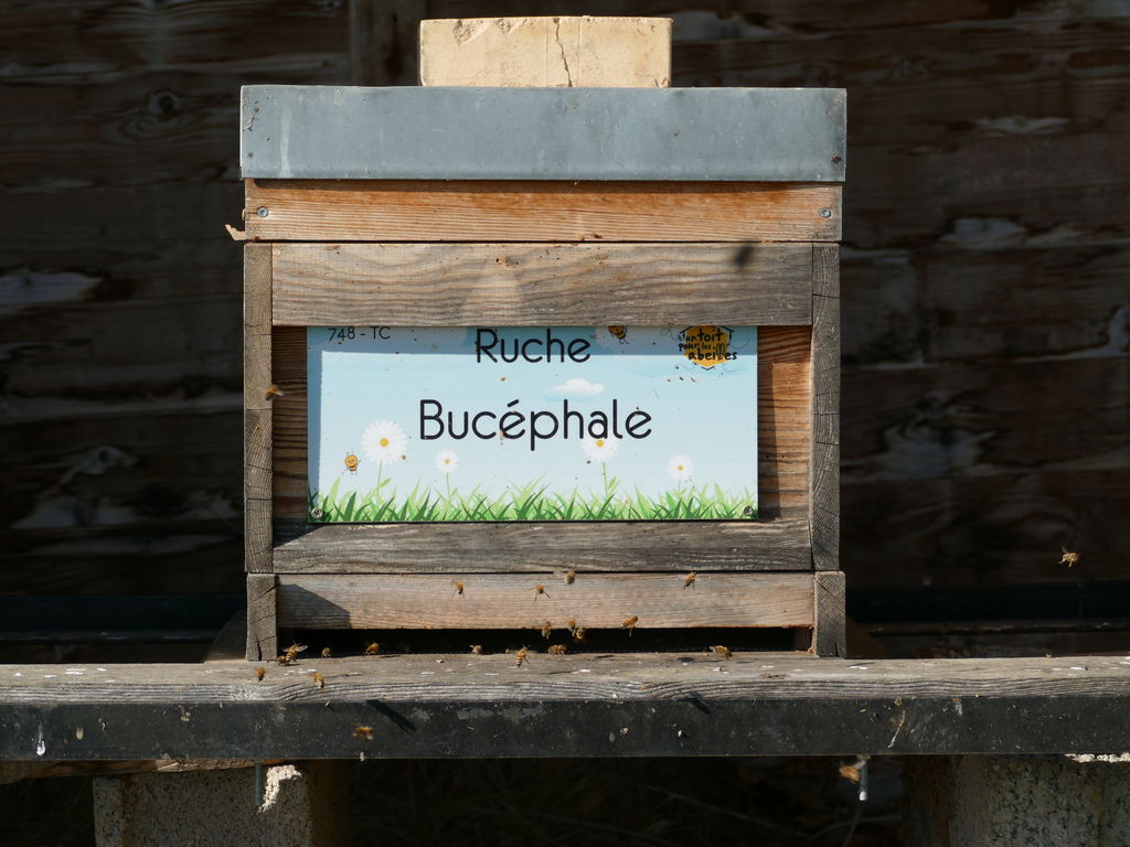 La ruche Bucéphale