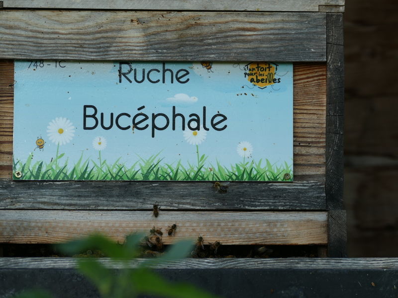 La ruche Bucéphale