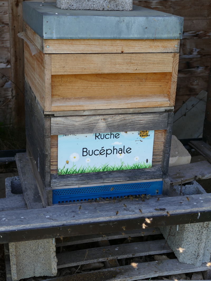 La ruche Bucéphale