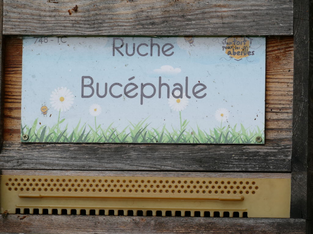 La ruche Bucéphale