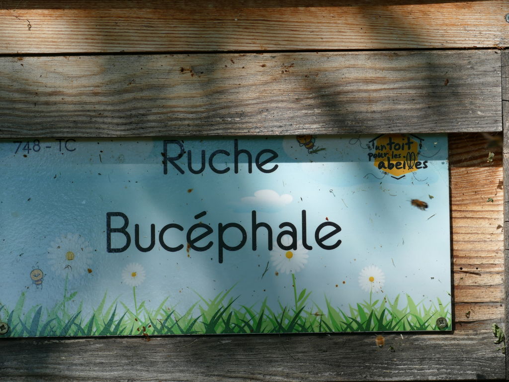 La ruche Bucéphale