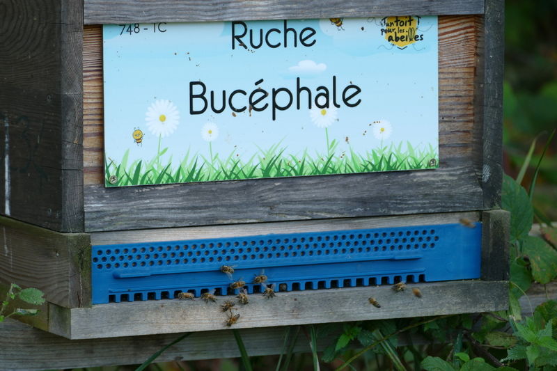 La ruche Bucéphale