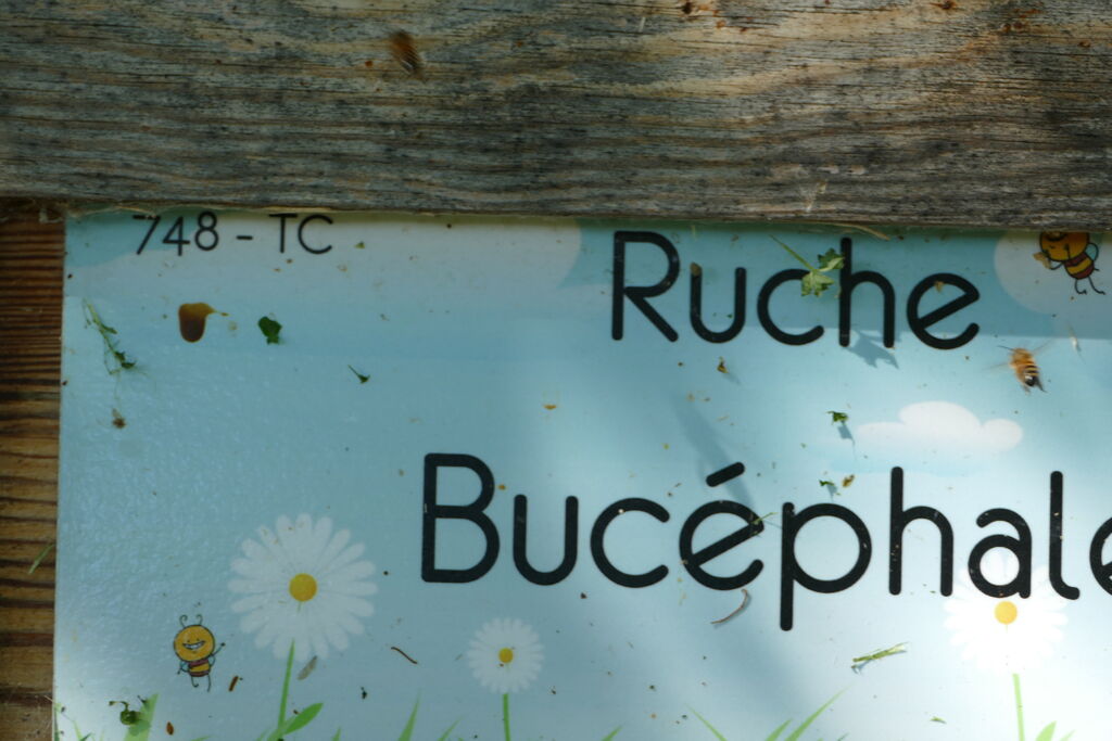 La ruche Bucéphale