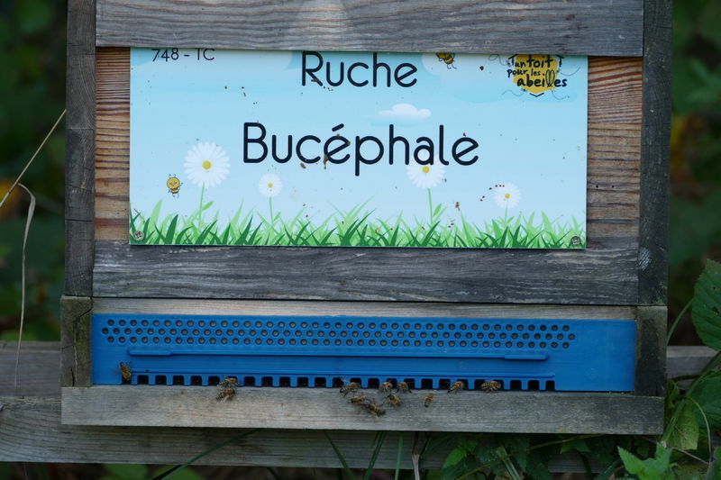 La ruche Bucéphale