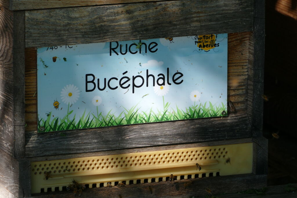 La ruche Bucéphale
