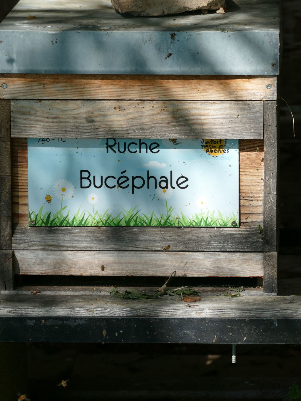 La ruche Bucéphale