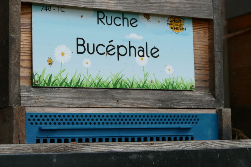La ruche Bucéphale