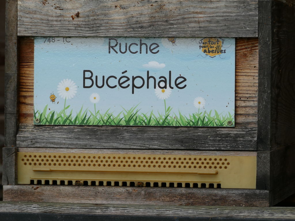 La ruche Bucéphale
