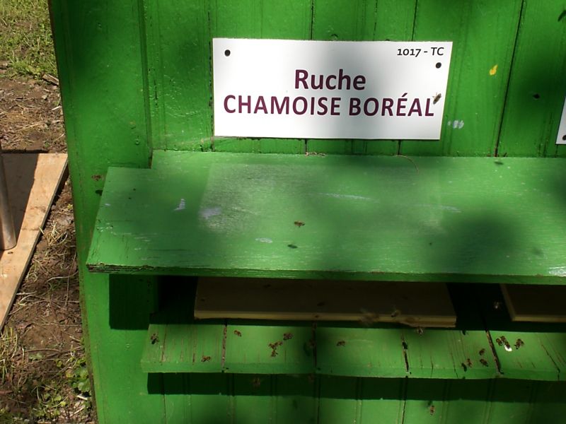 La ruche Chamoise boréal