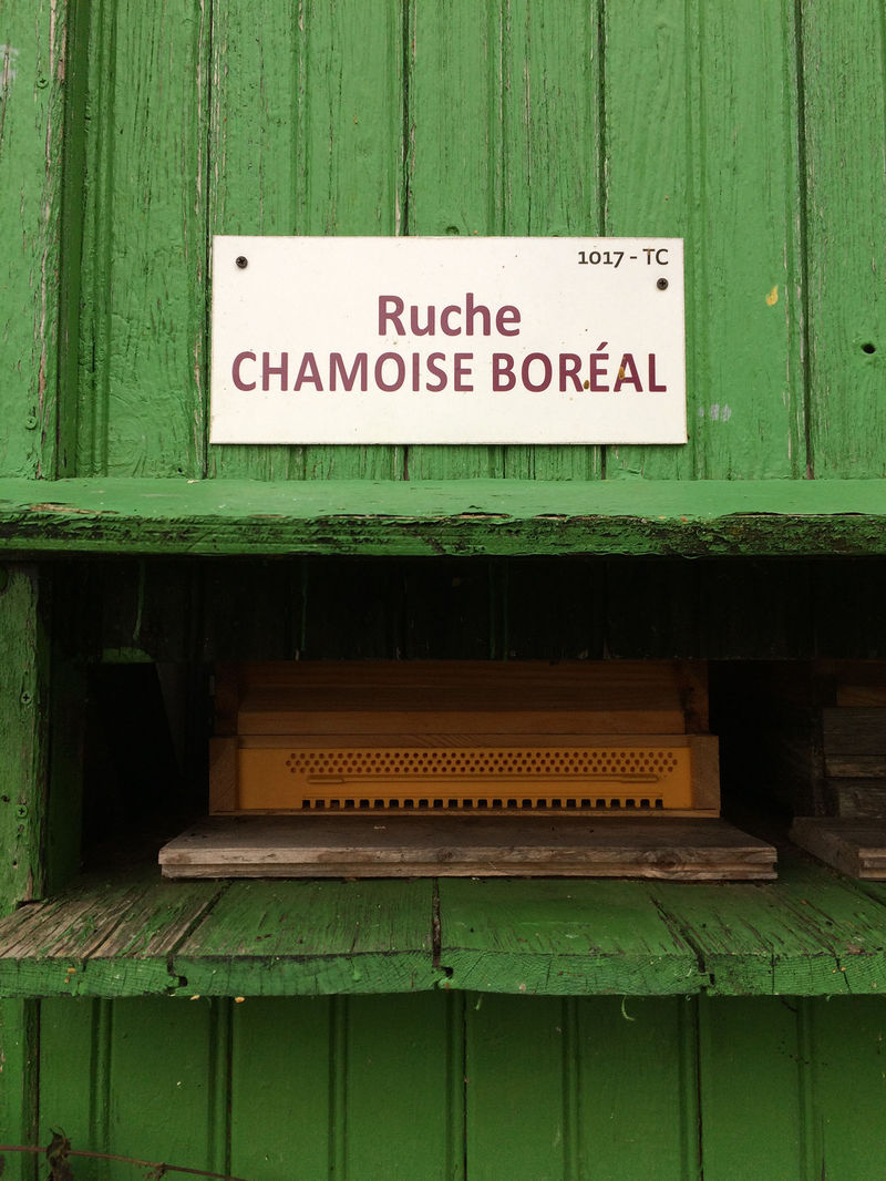 La ruche Chamoise boréal