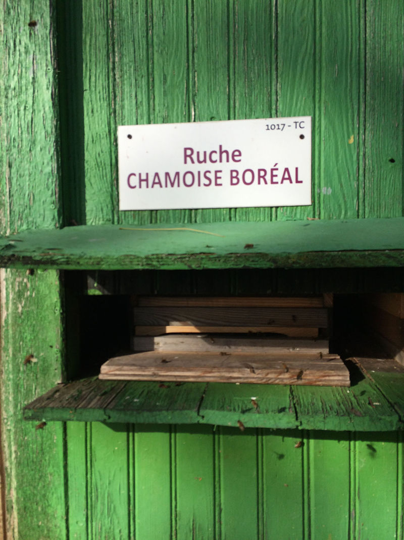 La ruche Chamoise boréal