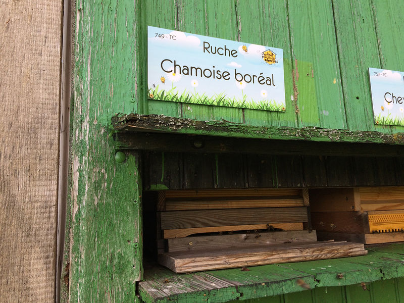 La ruche Chamoise boréal