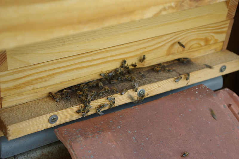 La ruche Chamoise boréal