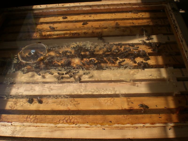 La ruche Chamoise boréal