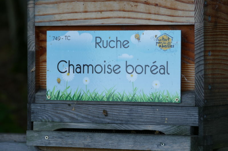 La ruche Chamoise boréal