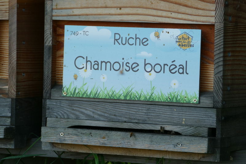 La ruche Chamoise boréal