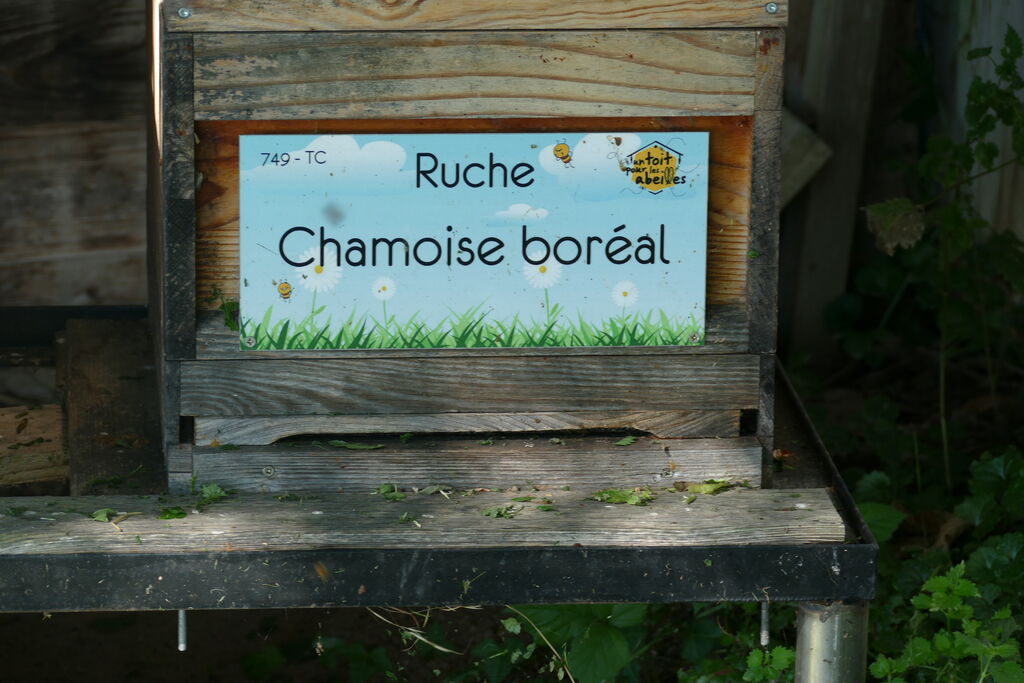 La ruche Chamoise boréal