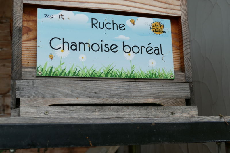 La ruche Chamoise boréal