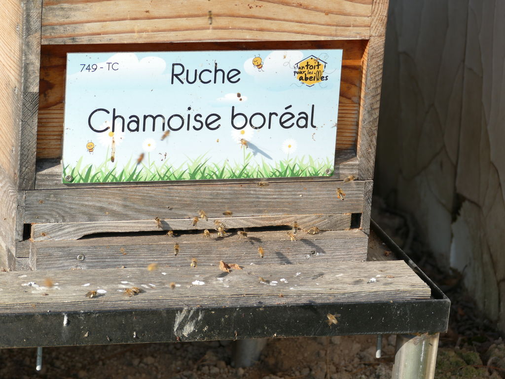 La ruche Chamoise boréal