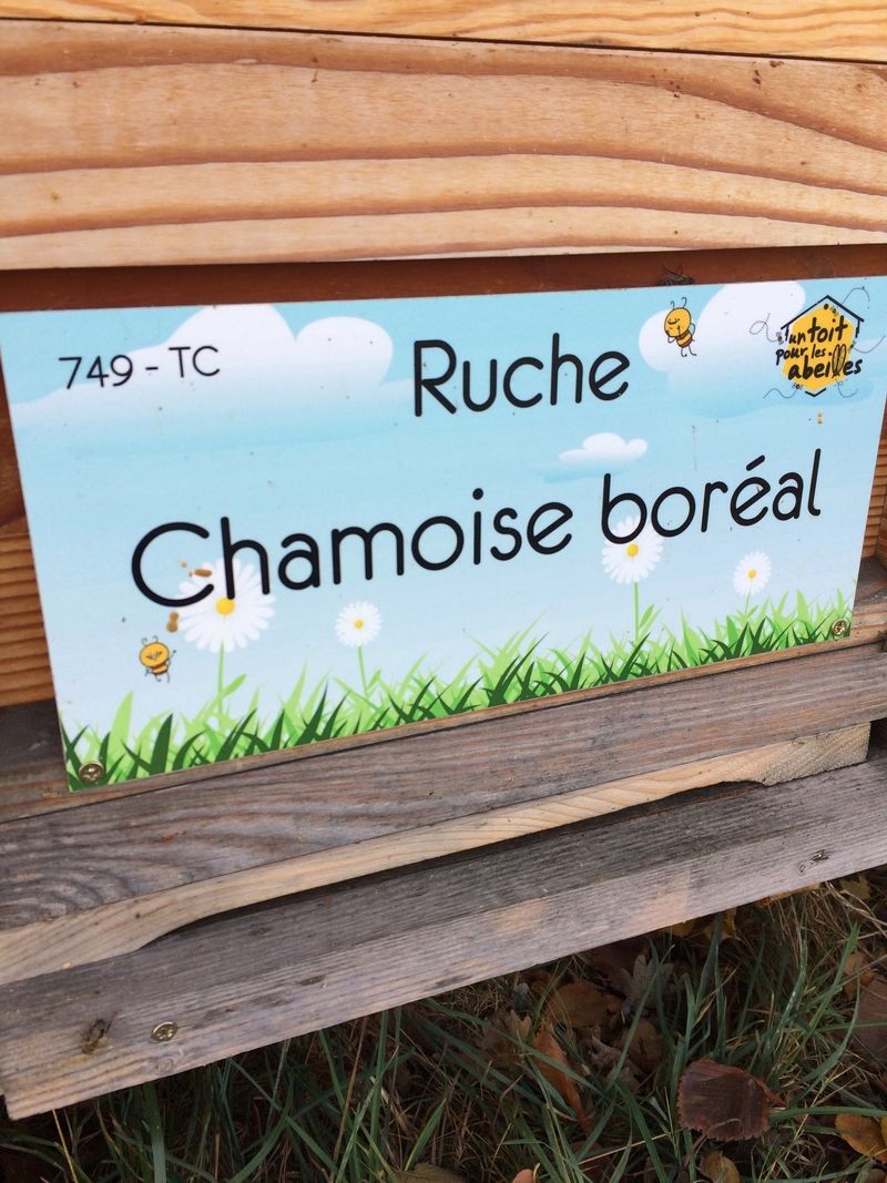 La ruche Chamoise boréal