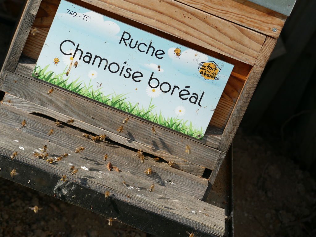 La ruche Chamoise boréal