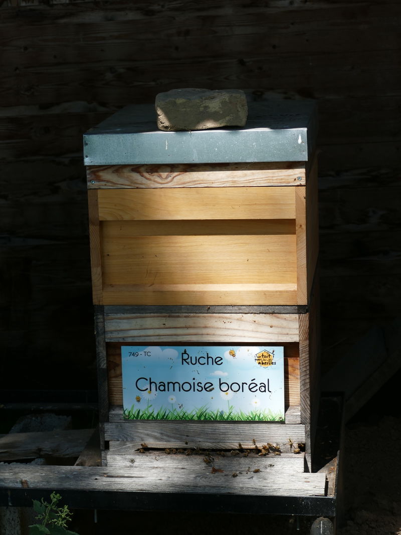 La ruche Chamoise boréal