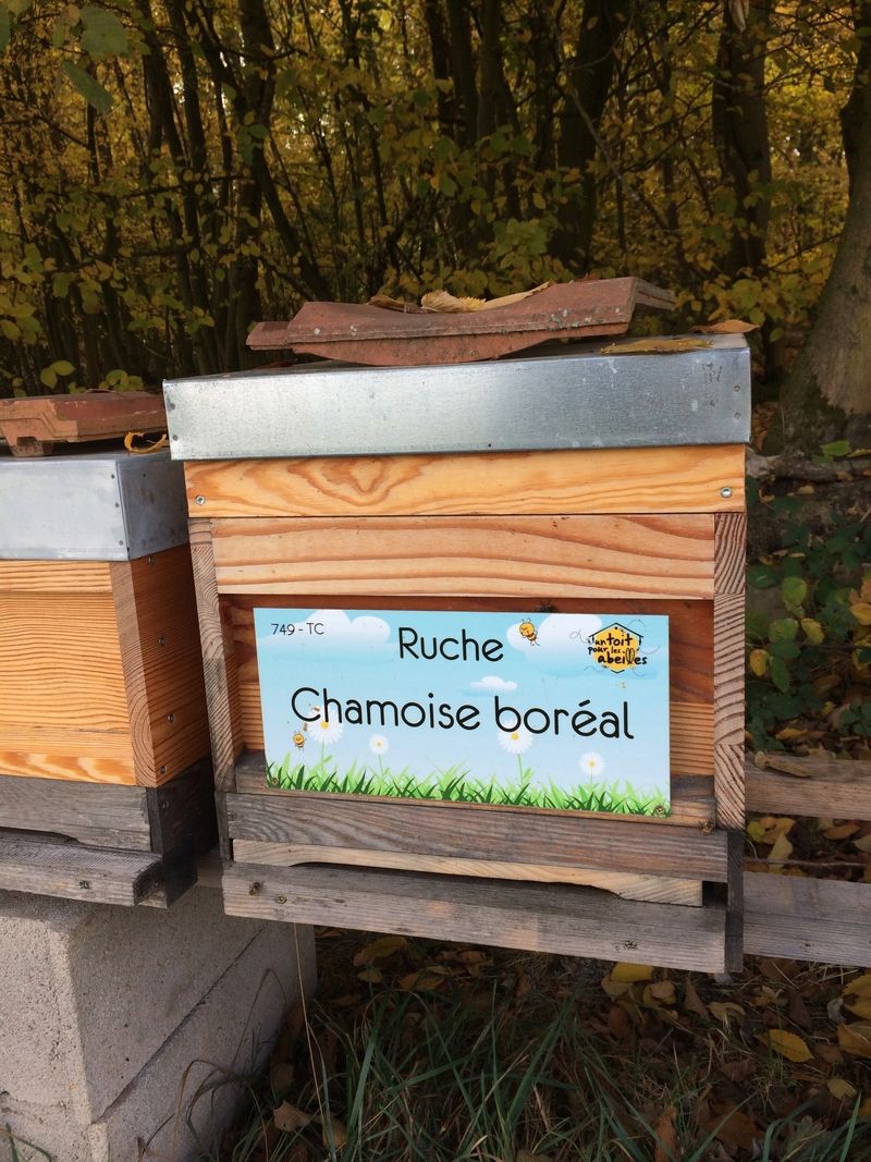 La ruche Chamoise boréal