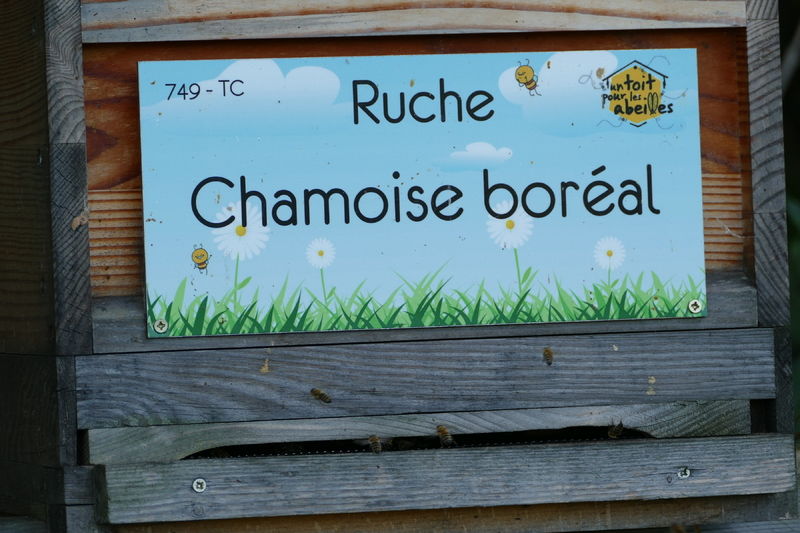 La ruche Chamoise boréal
