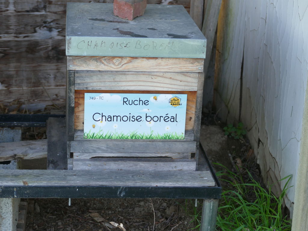 La ruche Chamoise boréal