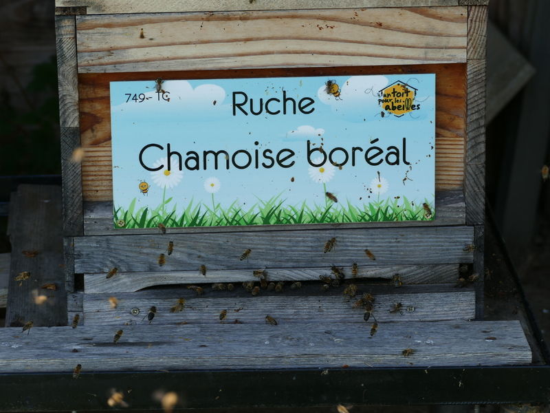 La ruche Chamoise boréal