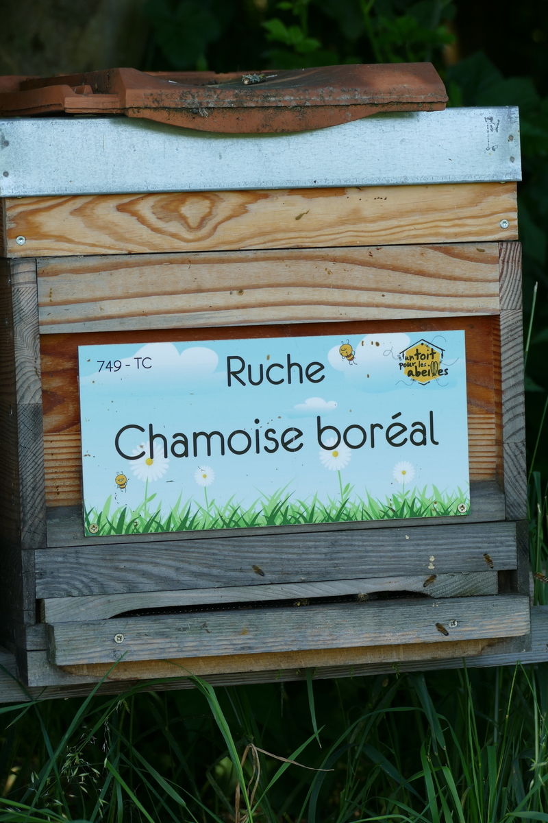 La ruche Chamoise boréal
