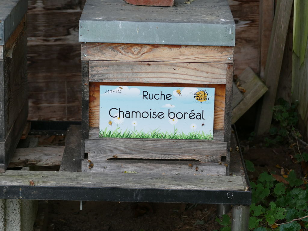 La ruche Chamoise boréal