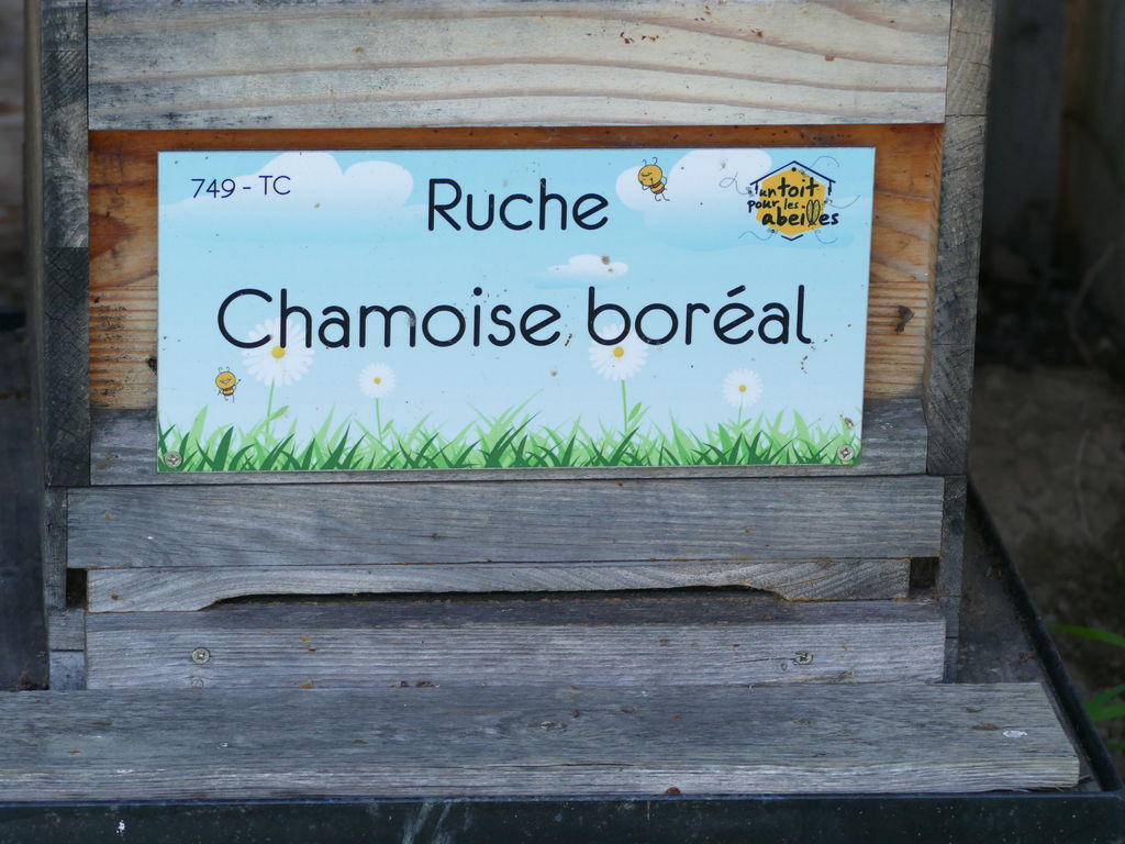 La ruche Chamoise boréal