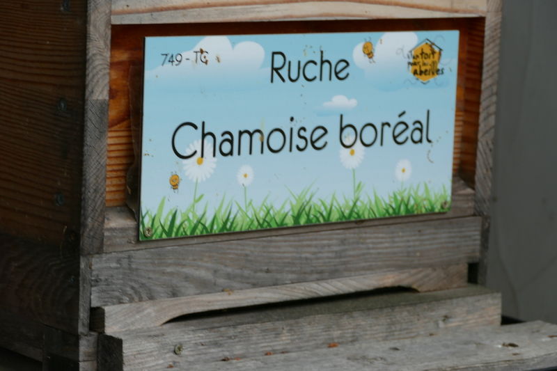 La ruche Chamoise boréal