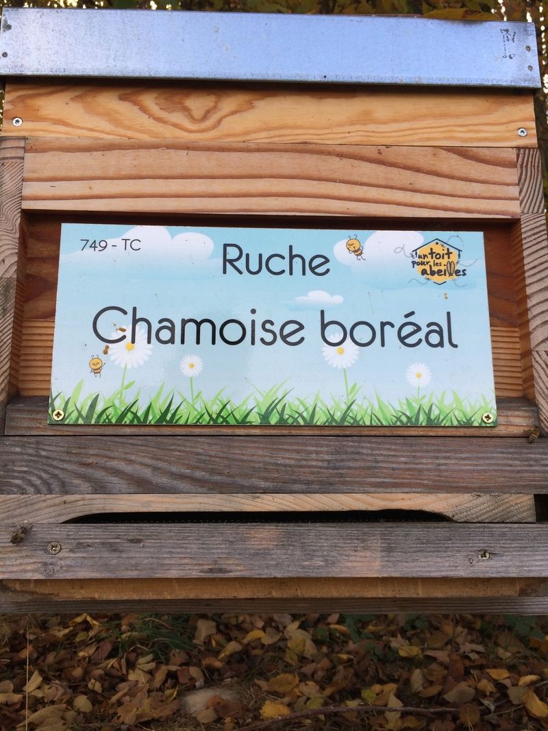 La ruche Chamoise boréal
